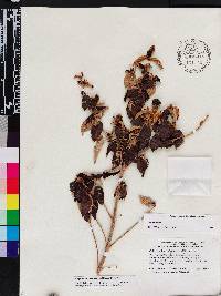 Miconia calycopteris image