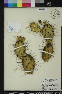 Opuntia humifusa image