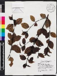 Miconia bahorucensis image