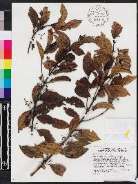 Miconia bahorucensis image