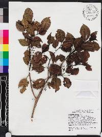 Miconia bahorucensis image