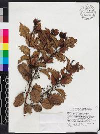 Miconia bahorucensis image