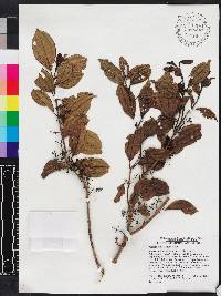 Miconia bahorucensis image