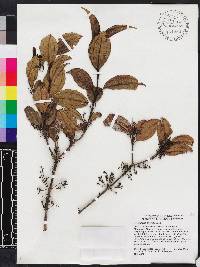Miconia bahorucensis image