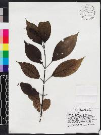 Miconia bahorucensis image