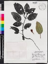 Miconia hirticaulis image