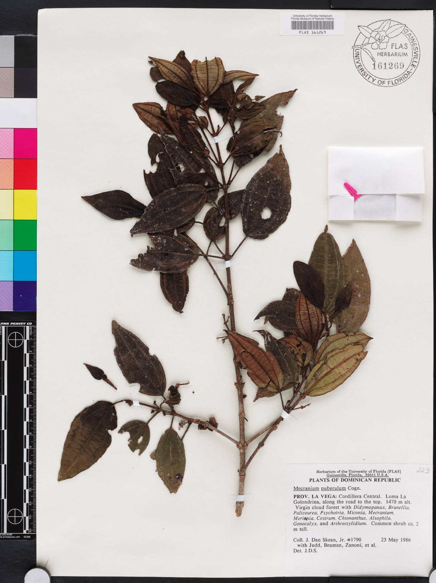 Miconia hirticaulis image