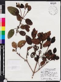 Miconia hirticaulis image