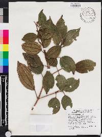 Miconia hirticaulis image