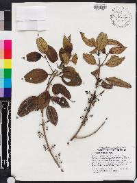 Miconia hirticaulis image