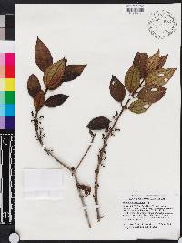 Miconia hirticaulis image