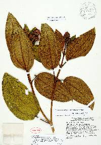Miconia howardiana image