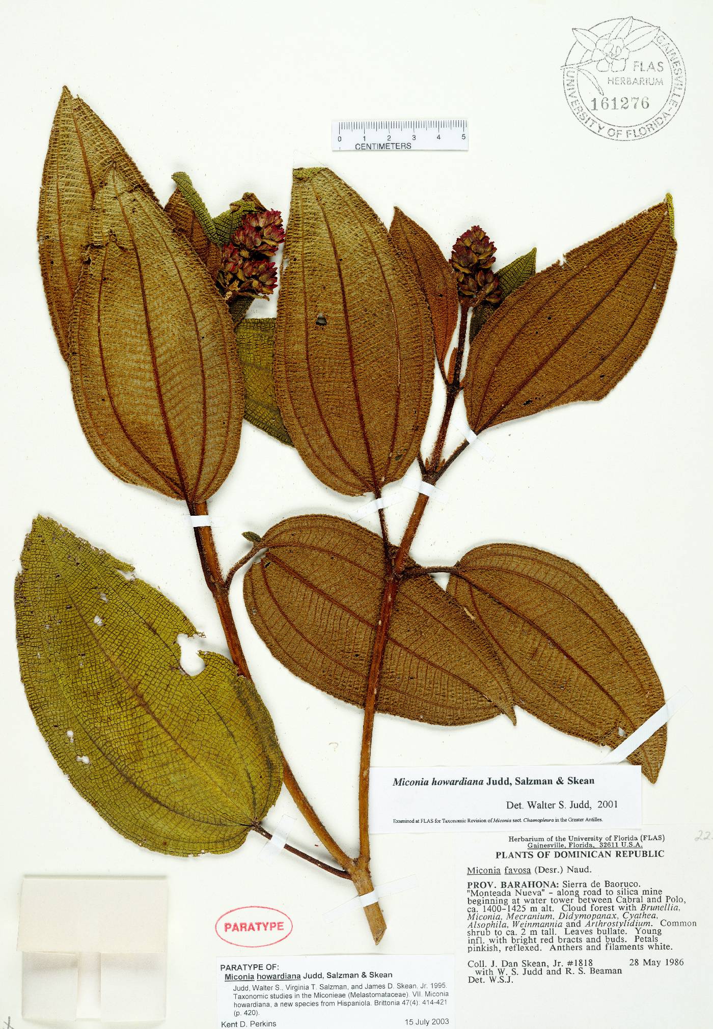Miconia howardiana image