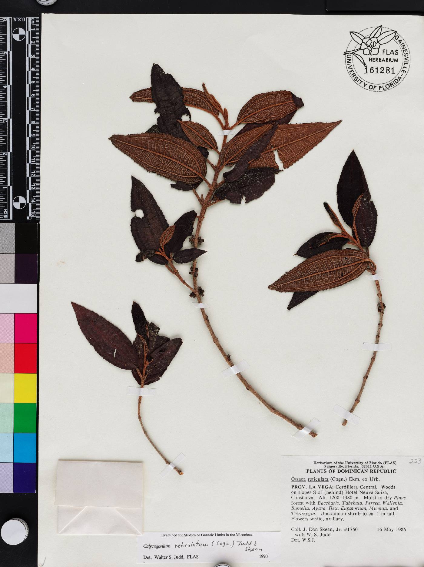 Miconia reticulatovenosa image