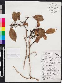 Miconia bahorucensis image