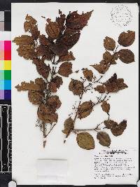 Miconia bahorucensis image