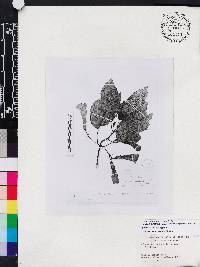 Solenophora calycosa subsp. australis image