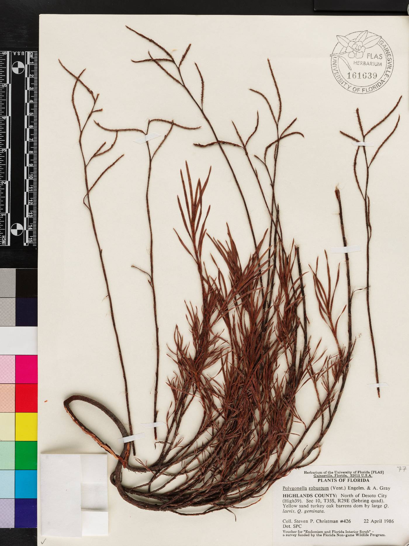 Polygonella robusta image