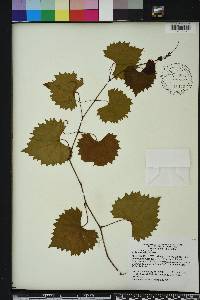 Vitis rotundifolia image