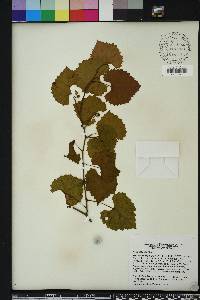 Vitis rotundifolia image