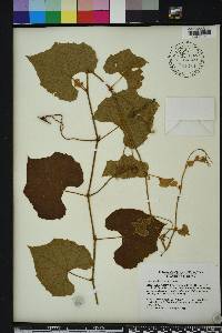 Vitis shuttleworthii image