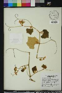 Vitis shuttleworthii image