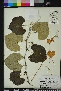 Vitis shuttleworthii image