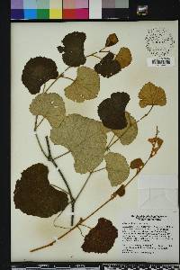 Vitis shuttleworthii image