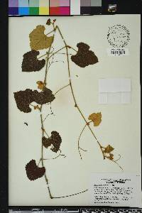 Vitis shuttleworthii image