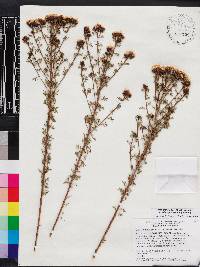 Dalea pinnata var. adenopoda image