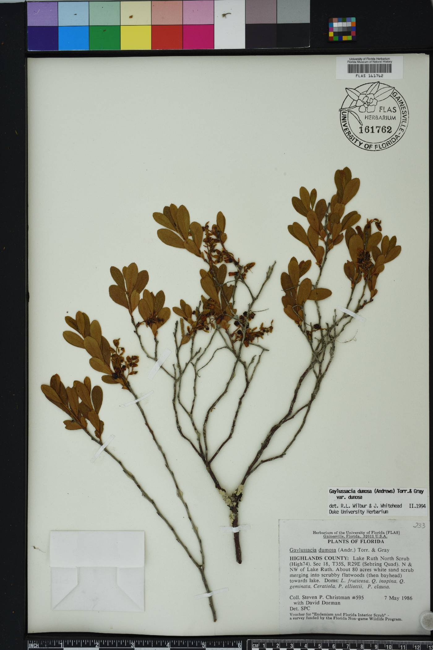 Gaylussacia dumosa image