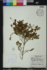 Vaccinium myrsinites image