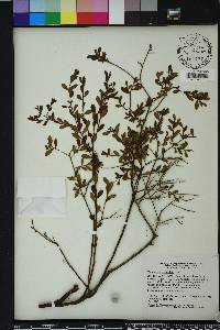 Vaccinium myrsinites image