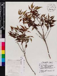 Miconia miguelfuertesii image