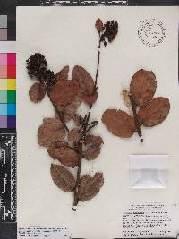 Vaccinium racemosum image