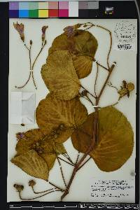 Ipomoea pes-caprae image