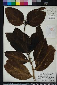 Morinda citrifolia image