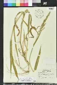 Urochloa texana image