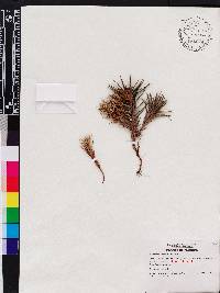 Cyperus pedunculatus image