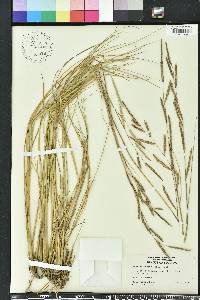 Spartina patens image