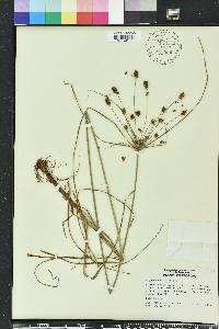 Cyperus ovatus image