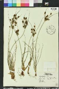 Cyperus retrorsus image