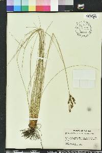 Fimbristylis thermalis image