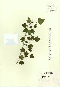 Crataegus phaenopyrum image