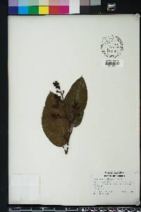 Corymbia torelliana image