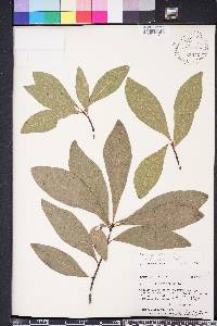 Quercus laurifolia image