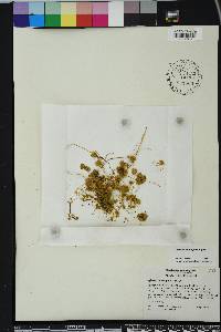 Cuscuta pentagona image