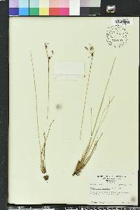 Fimbristylis thermalis image