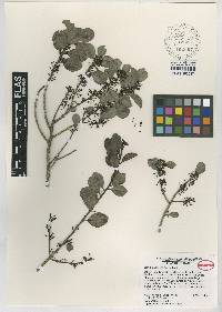 Ilex blancheana image