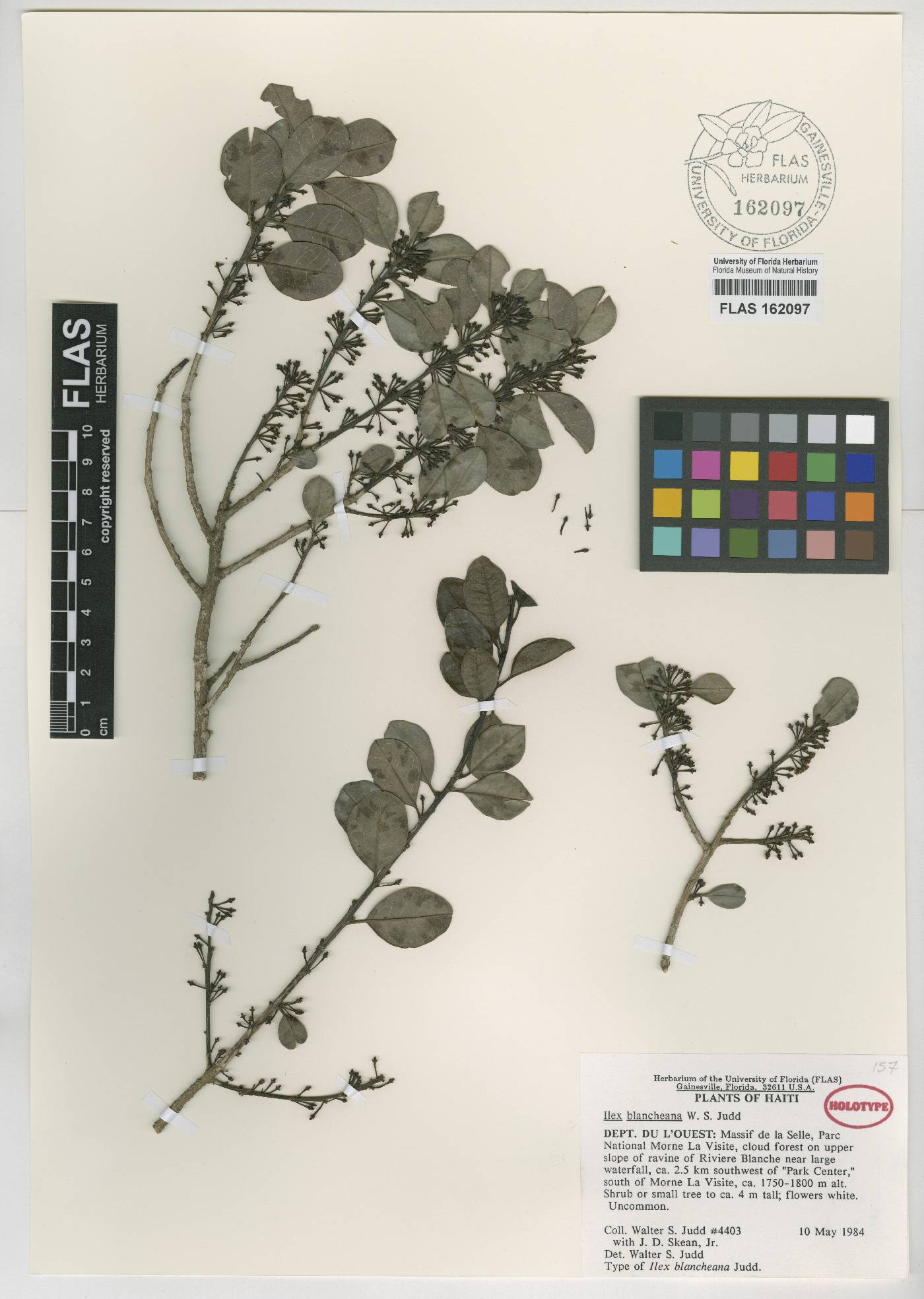 Ilex blancheana image